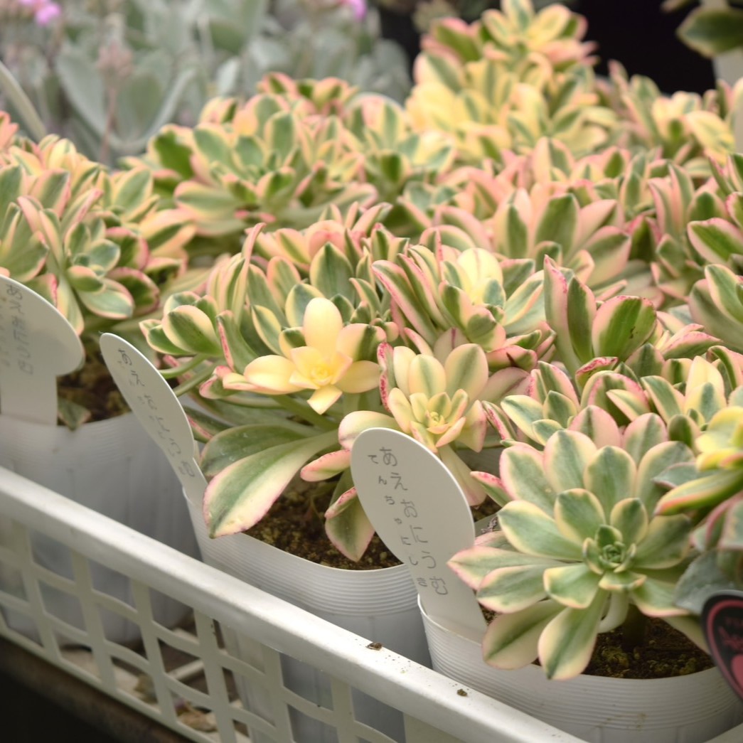 58#多肉植物アエオニウム錦❤️美姫❤️ 12大頭33cm拔き苗 58#多肉植物アエオニウム錦❤️美姫❤️ 12大頭33cm拔き苗