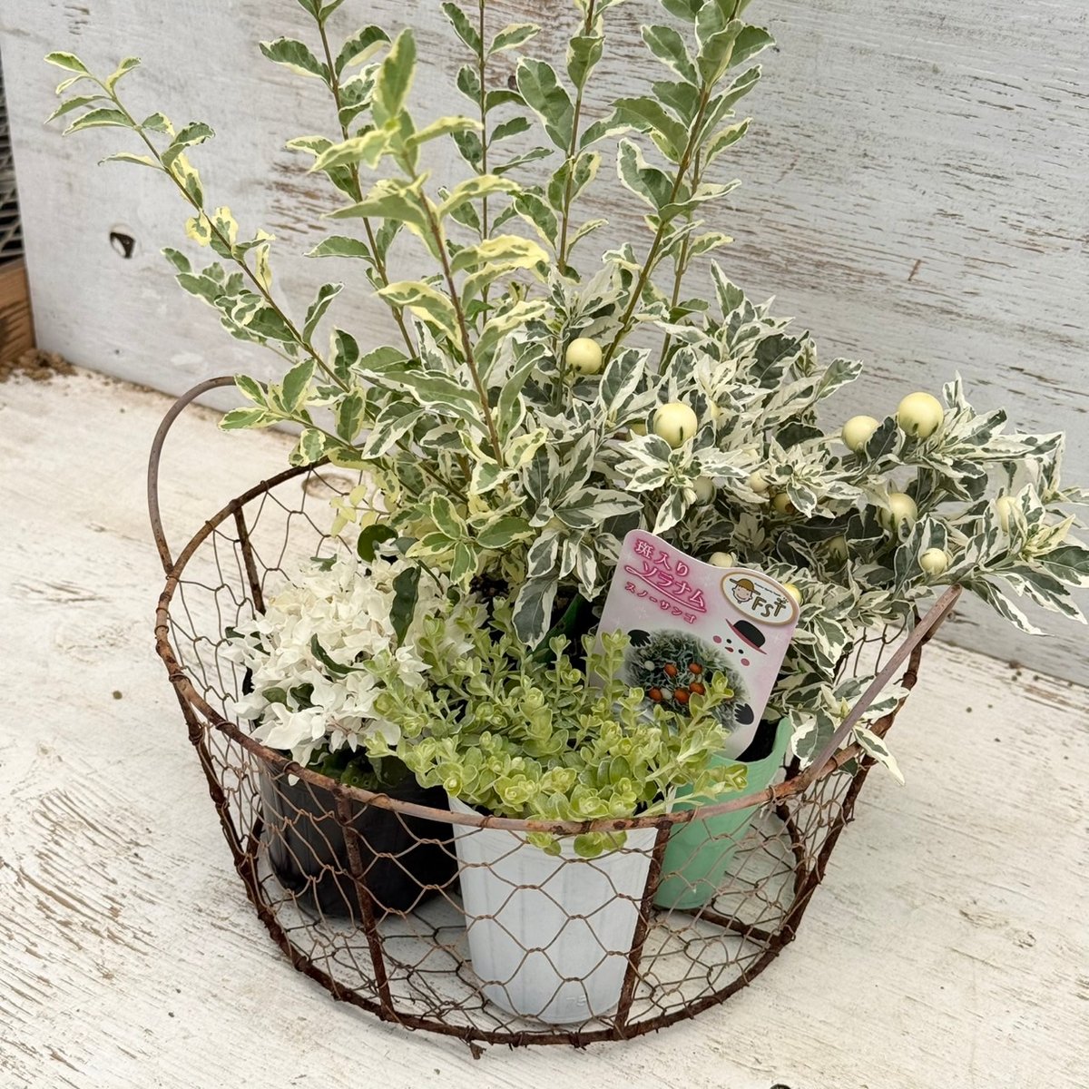 寄せ植えの相棒！リーフセットⅣ】斑入りで爽やかカラーリーフセット