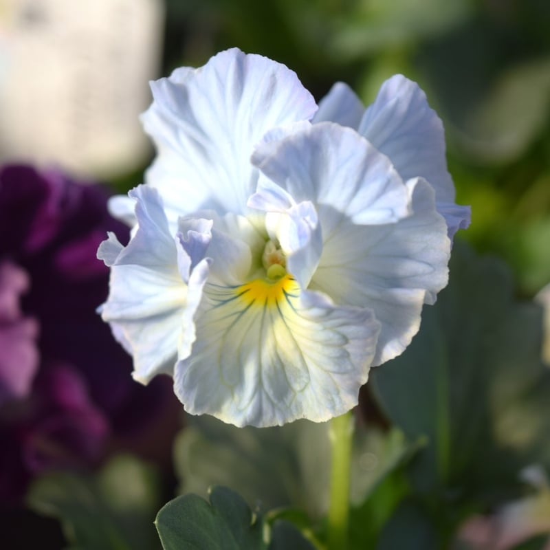 桂楓園さん】パンジー「フェデネージュ クレープ」 | プチフルール