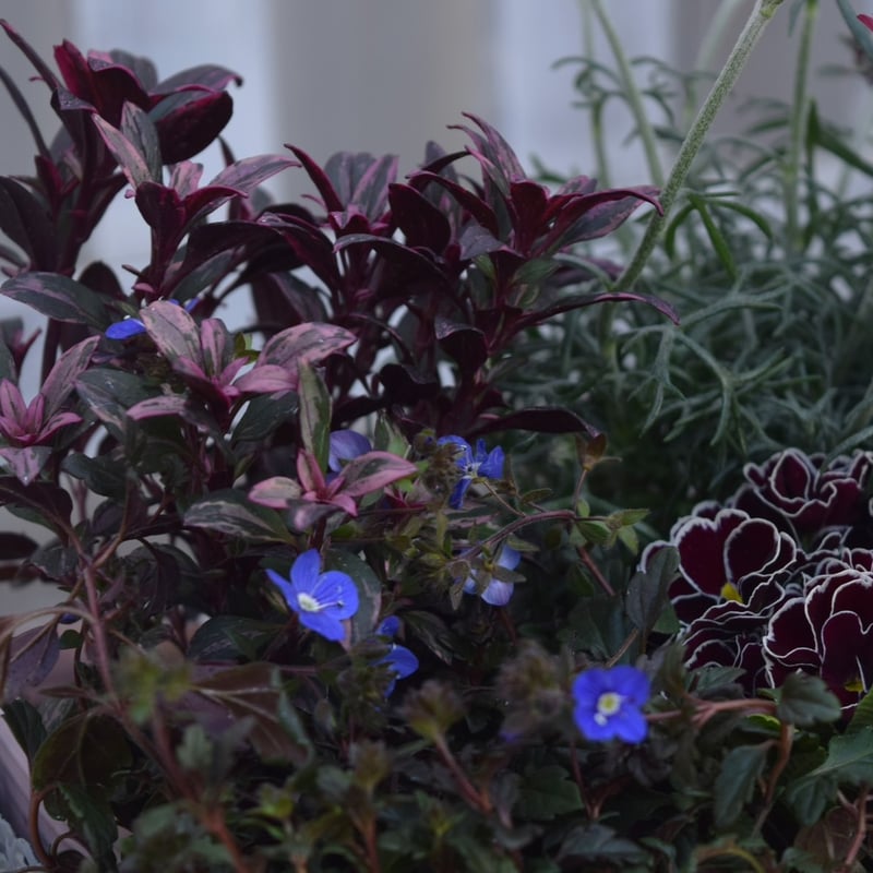 寄せ植えの相棒！リーフセットⅡ】シックな寄せ植えを作れるカラー