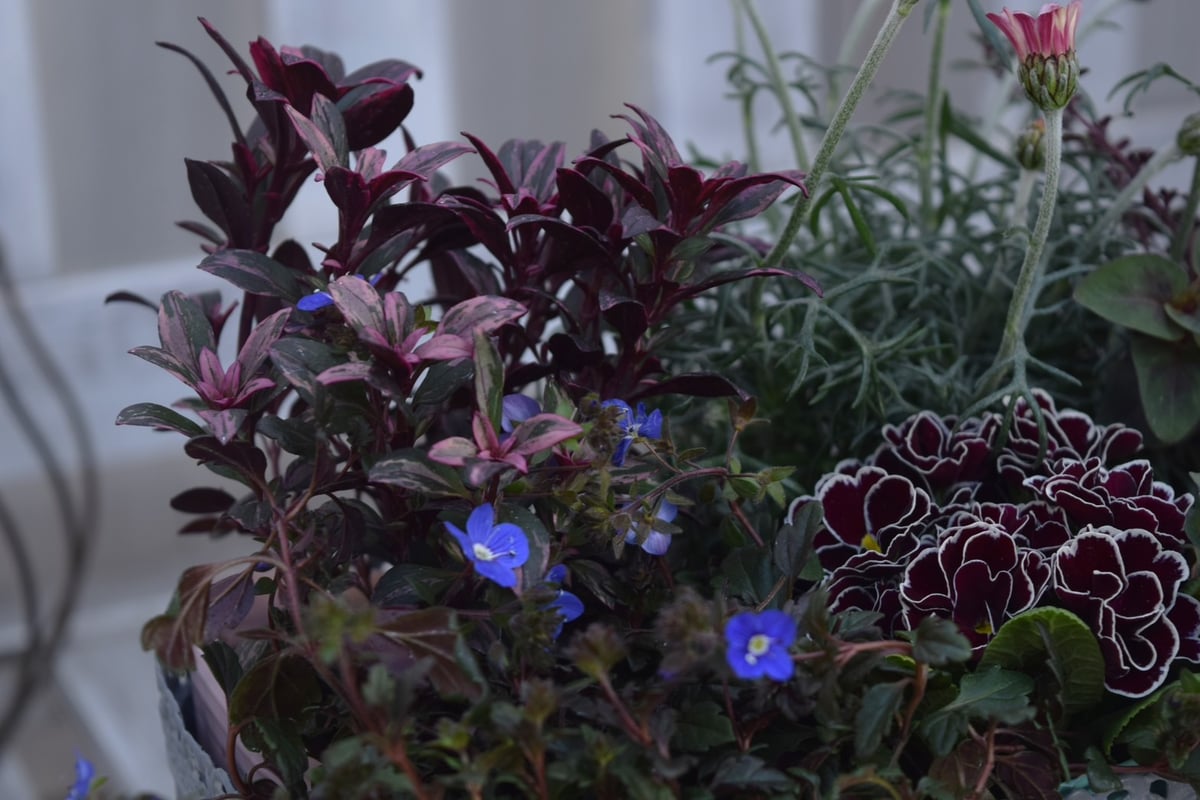寄せ植えの相棒！リーフセットⅡ】シックな寄せ植えを作れるカラー