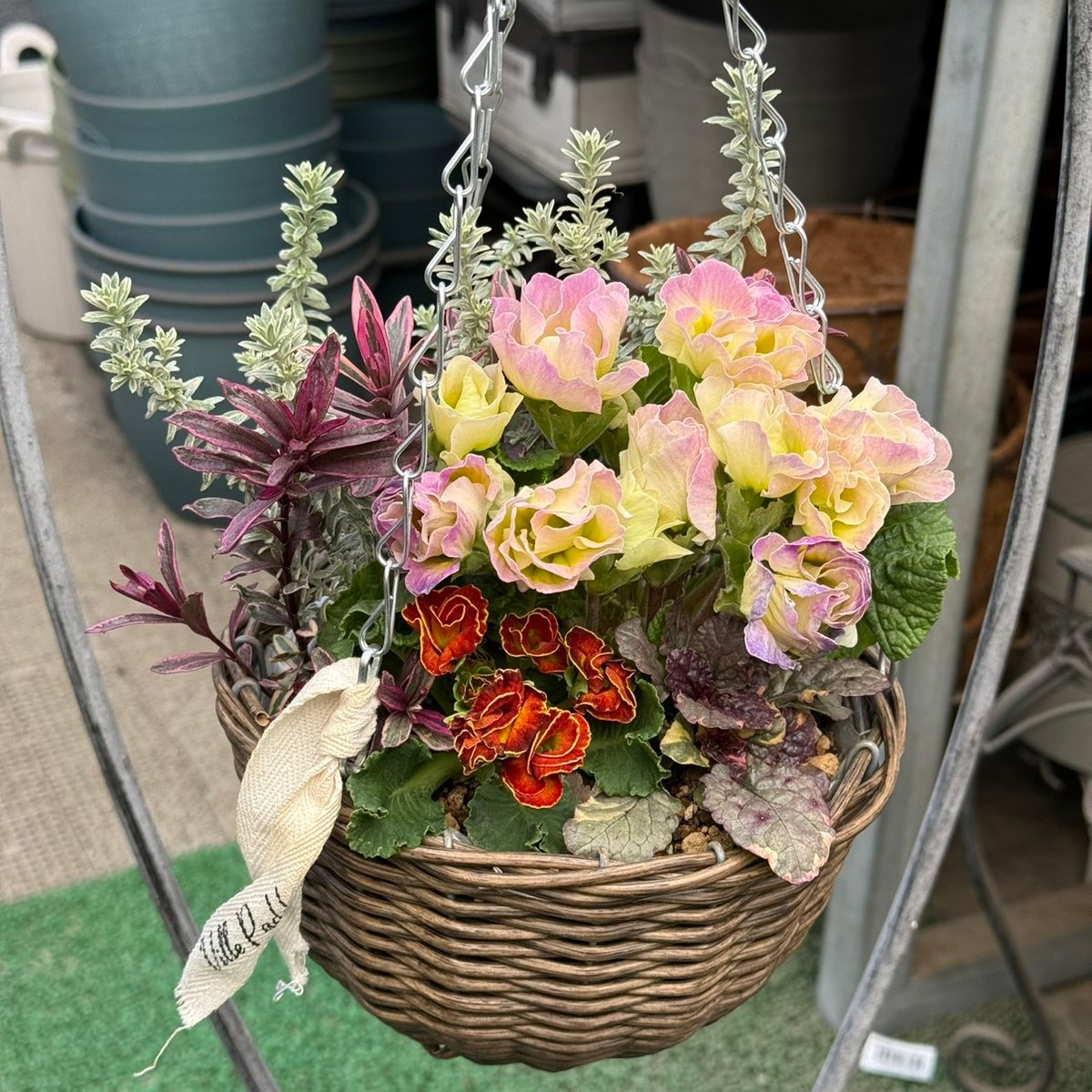 ジュリアン コンパクトなシック寄せ植え※寄せ植え完成品 | プチ