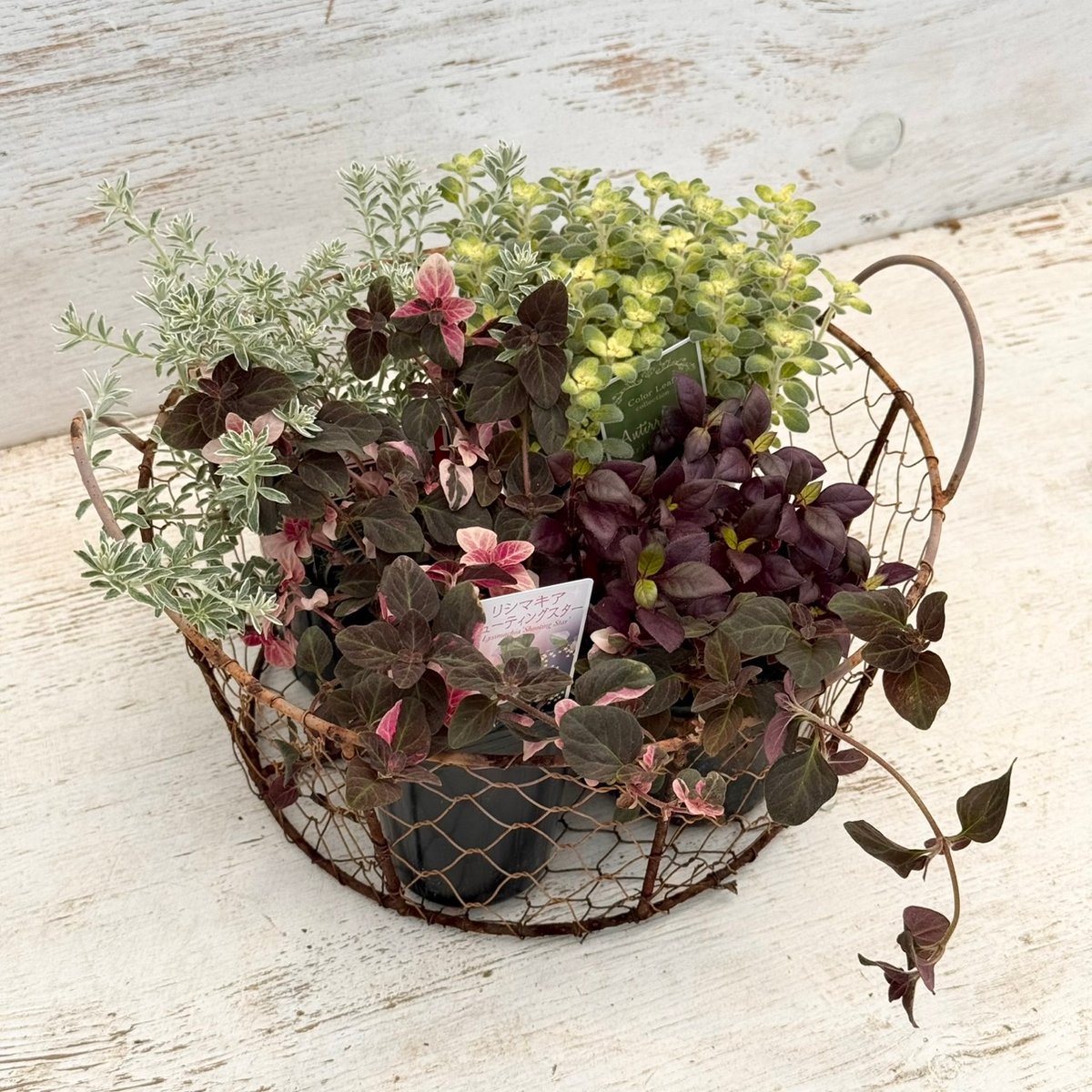寄せ植えの相棒！リーフセットⅡ】シックな寄せ植えを作れるカラー