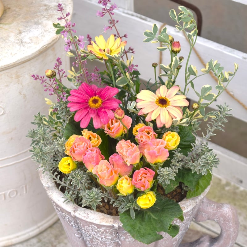 マーガレット＆ジュリアン」春色ピンク寄せ植え※寄せ植えセット | プチ