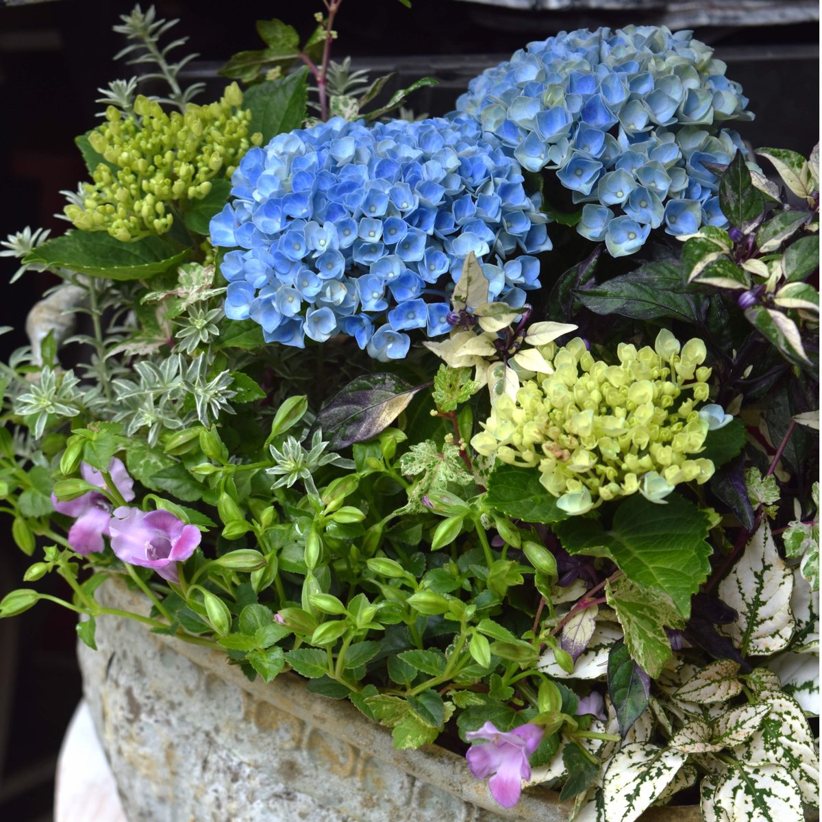 登録者2万人記念】おしゃれ鉢付き ショウイチオシ紫陽花寄せ植え※寄せ