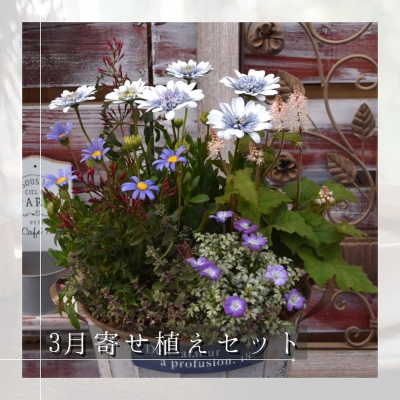 お花のプチフル定期便 「寄せ植えセット」 | プチフルール ネットショップ