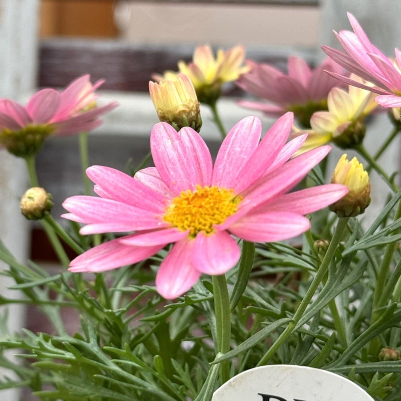 マーガレット「シンプリーコーラル」 | プチフルール ネットショップ