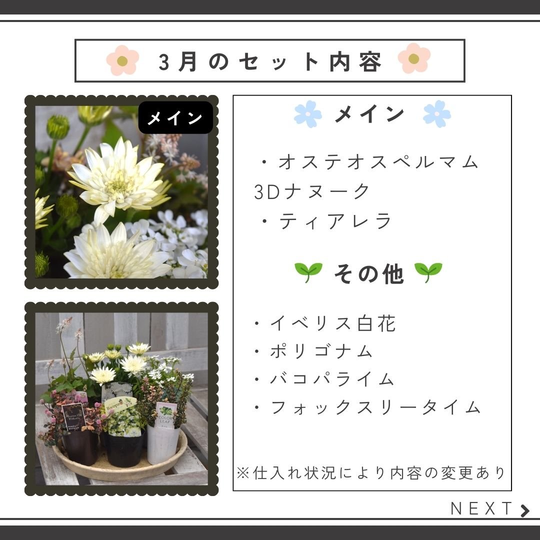 お花のプチフル定期便 「寄せ植えセット」 | プチフルール ネットショップ