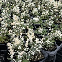 【自社生産】アルテルナンテラ「エンジェルレース」