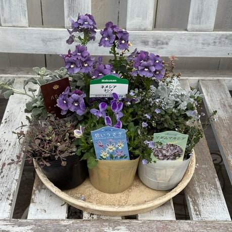 寄せ植え　フワリページ　プティフール プティフール寄せ植え フワリ様 プチフルール (@putifuru) · Fukuroi