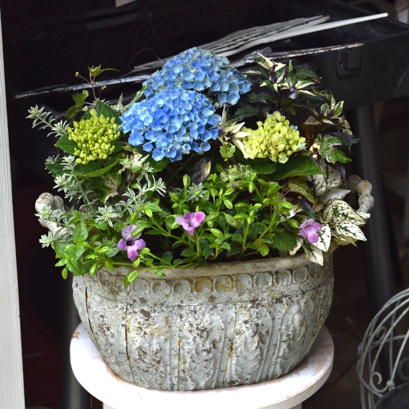 1点限定！【登録者2万人記念】ショウイチオシ紫陽花寄せ植え※寄せ植え