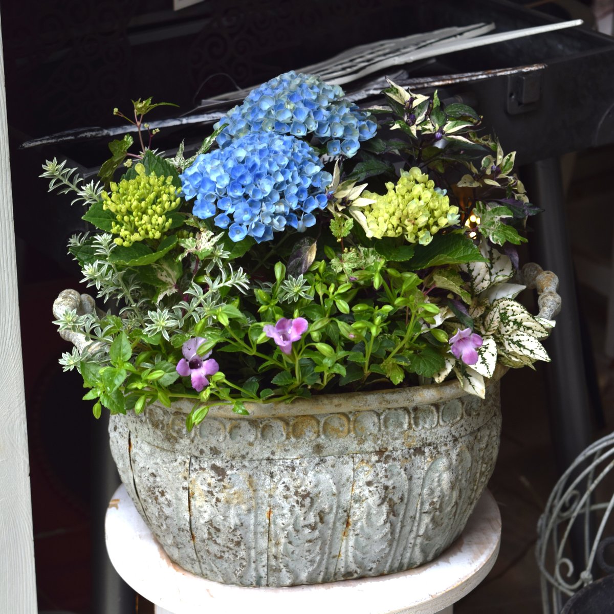 1点限定！【登録者2万人記念】ショウイチオシ紫陽花寄せ植え※寄せ植え