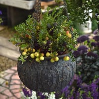 「大人気！クランベリー」ハンキング寄せ植え※寄せ植え完成品