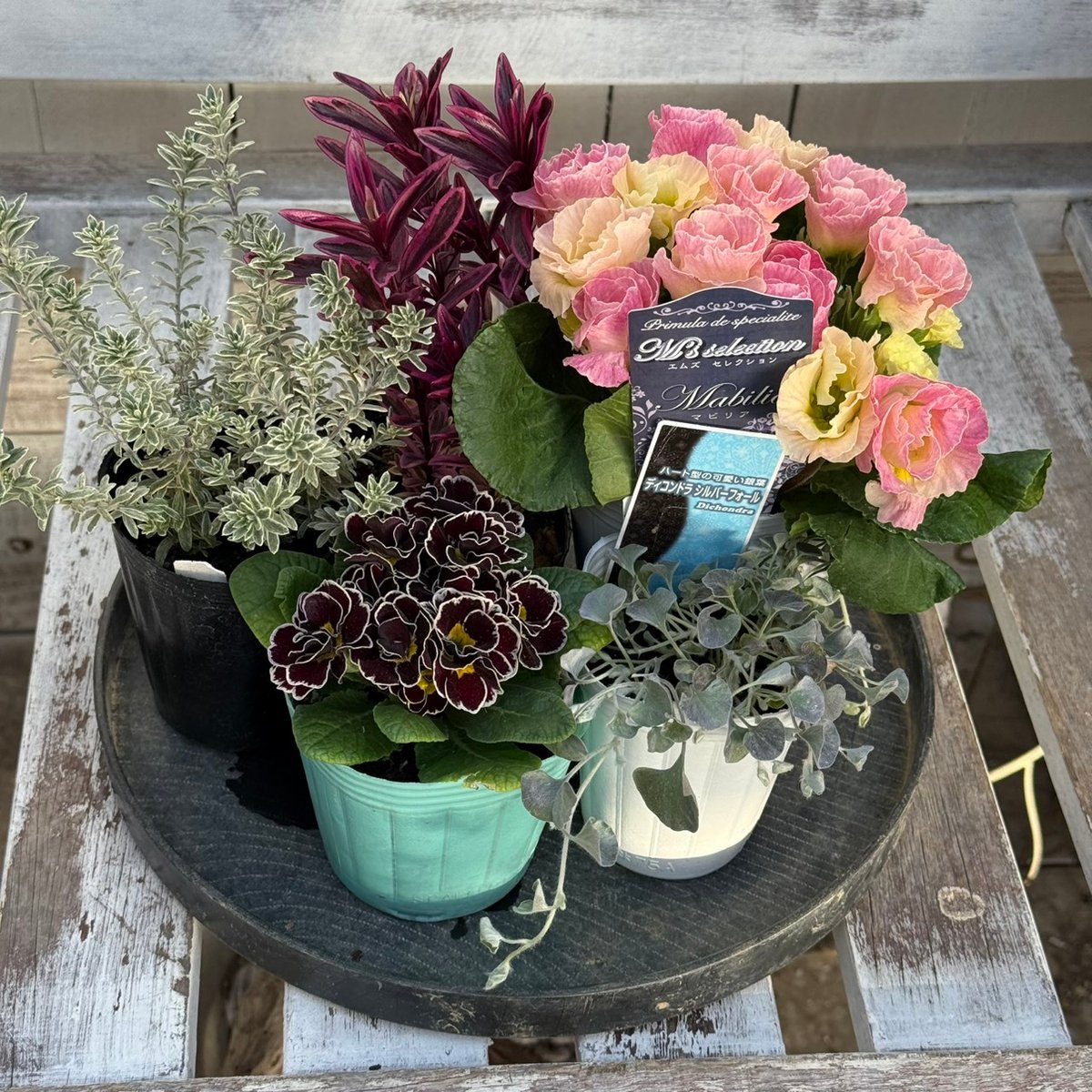 【お値引品】ビオラとジュリアンのマルチな寄せ植え ジュリアン コンパクトなシック寄せ植え※寄せ植えセット | プチ