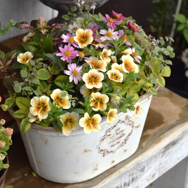 ショウイチオシ！」カプチーノのナチュラル寄せ植え※寄せ植えセット