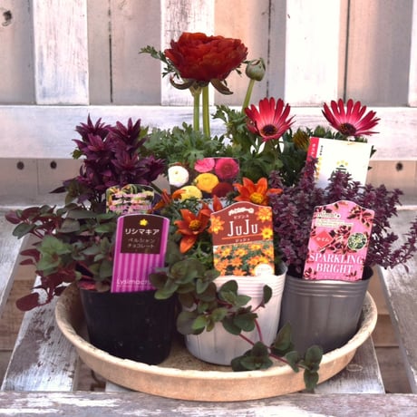 CATEGORY 寄せ植えセット | プチフルール ネットショップ