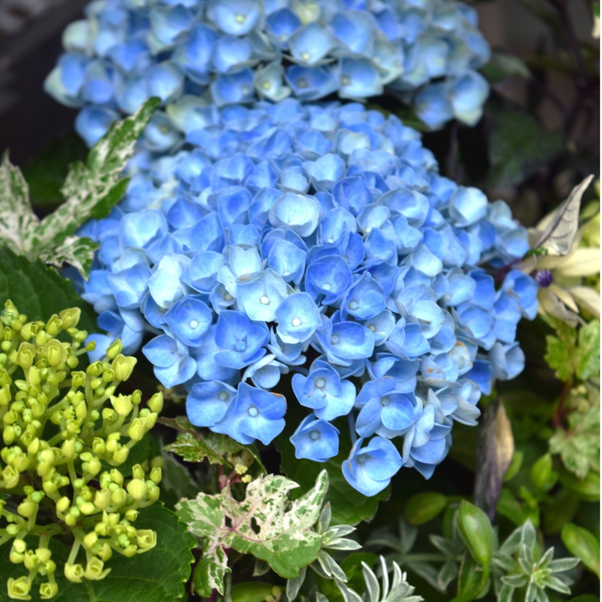 1点限定！【登録者2万人記念】ショウイチオシ紫陽花寄せ植え※寄せ植え