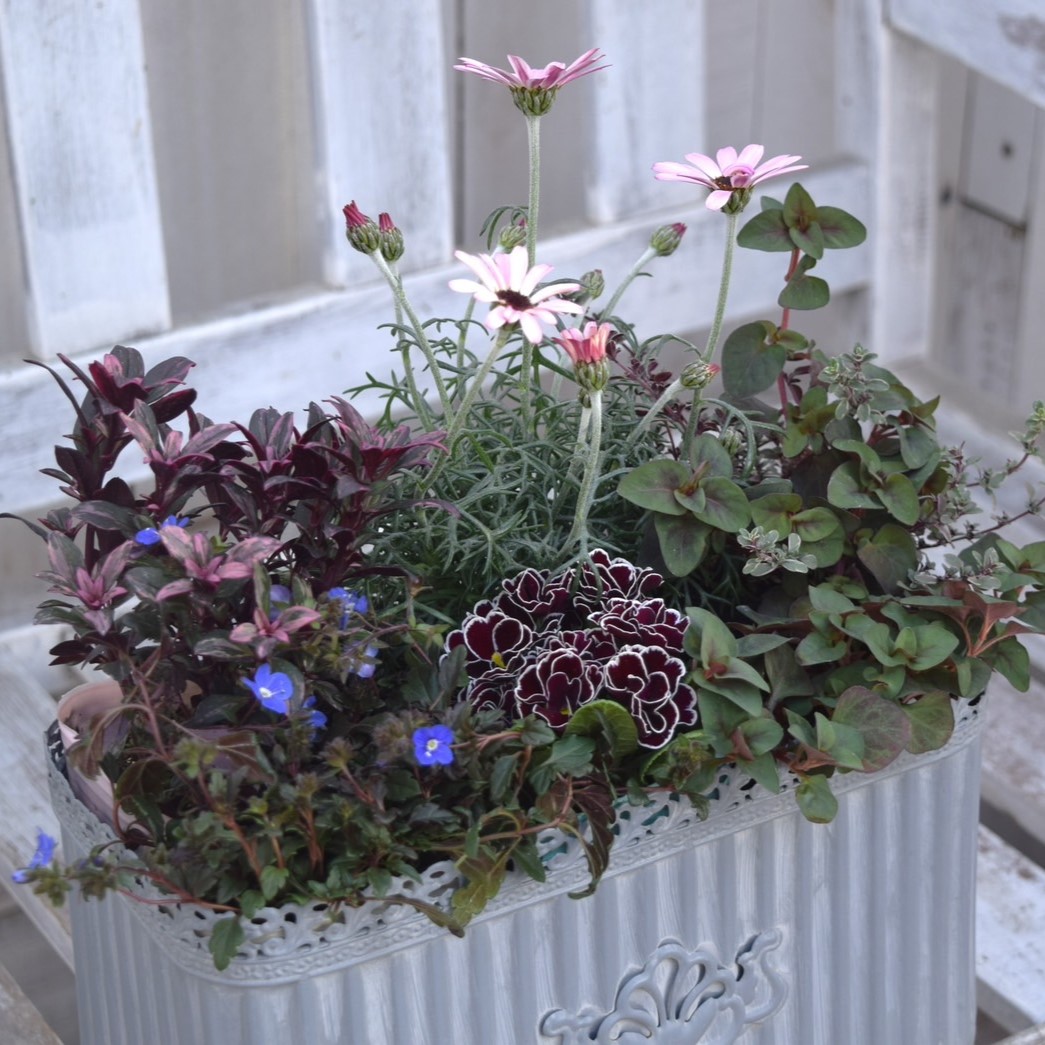アセビ 寄植え 2セット アセビ様専用 寄植え 2セット 【公式通販】