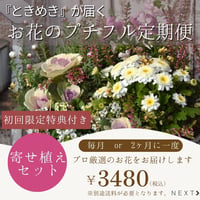 お花のプチフル定期便 「寄せ植えセット」
