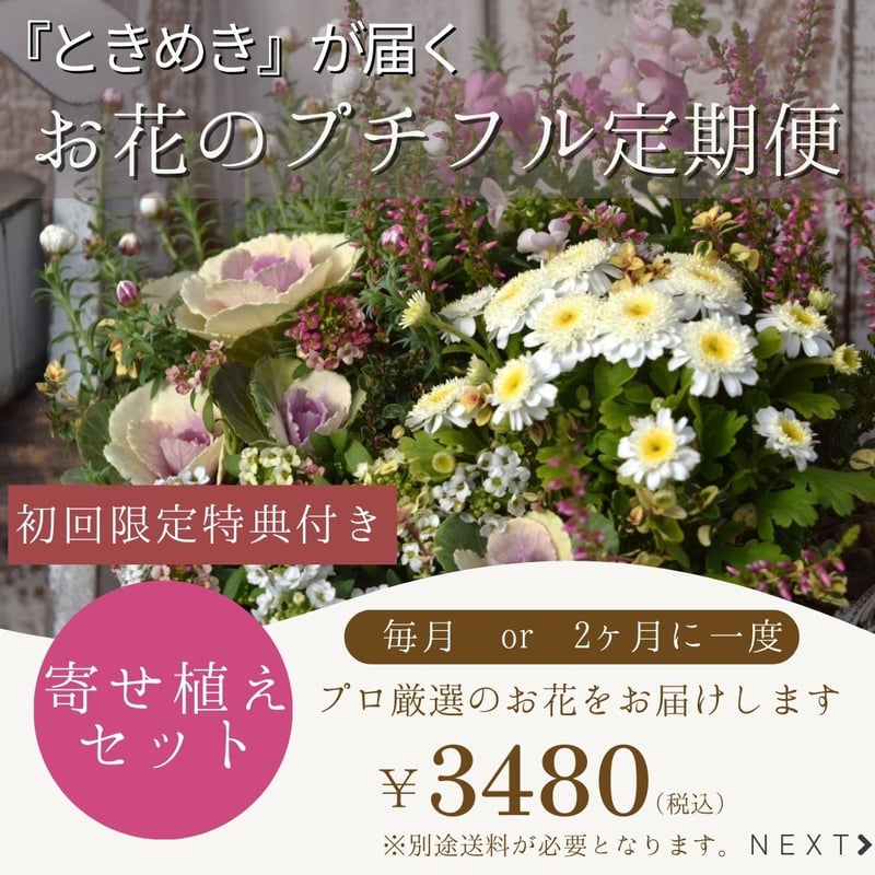 お花のプチフル定期便 「寄せ植えセット」 | プチフルール ネットショップ