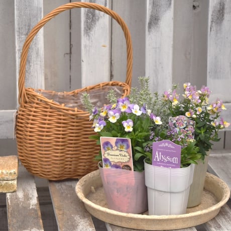 CATEGORY 寄せ植えセット | プチフルール ネットショップ