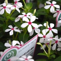 ニチニチソウ 「夏花火 -ホワイトレッドアイ-」