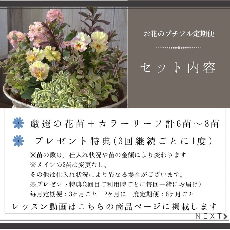 寄せ植え 花 ∞月∞様専用ページ 寄せ植え花 ユニヴェール クリスマス