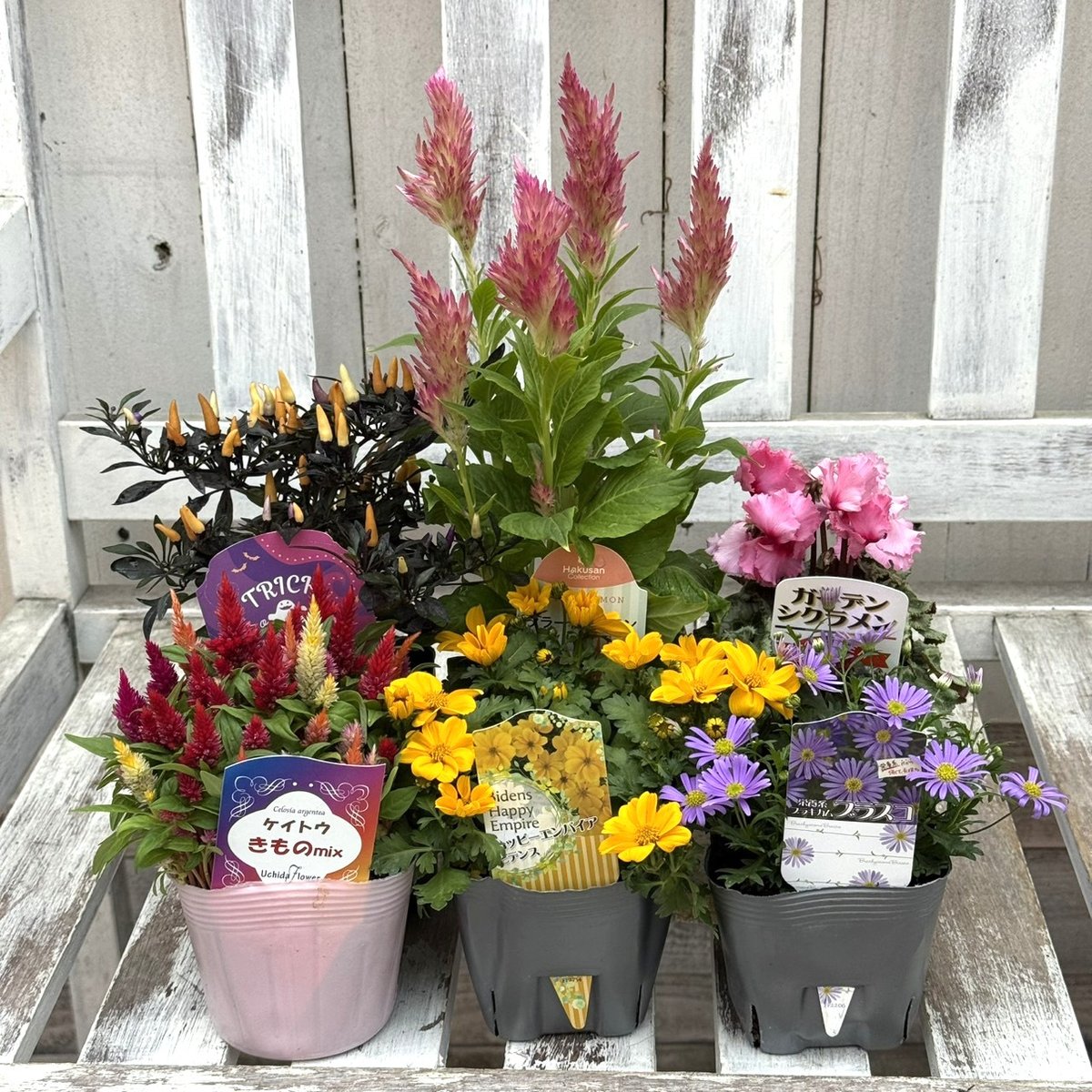 花種 　選べる お好み 3種セット 厳選】おまかせ！プチフル花苗セット | プチフルール ネットショップ