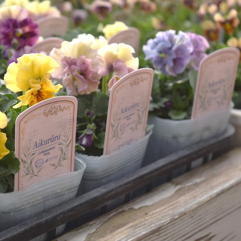 桐生ふぁ～むさん×花日和さん】ビオラ「アイクルール」 | プチフルール