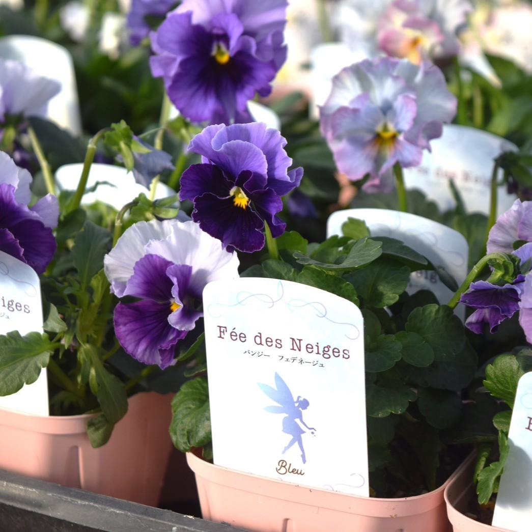 桂楓園さん】パンジー「フェデネージュ ブルー」 | プチフルール