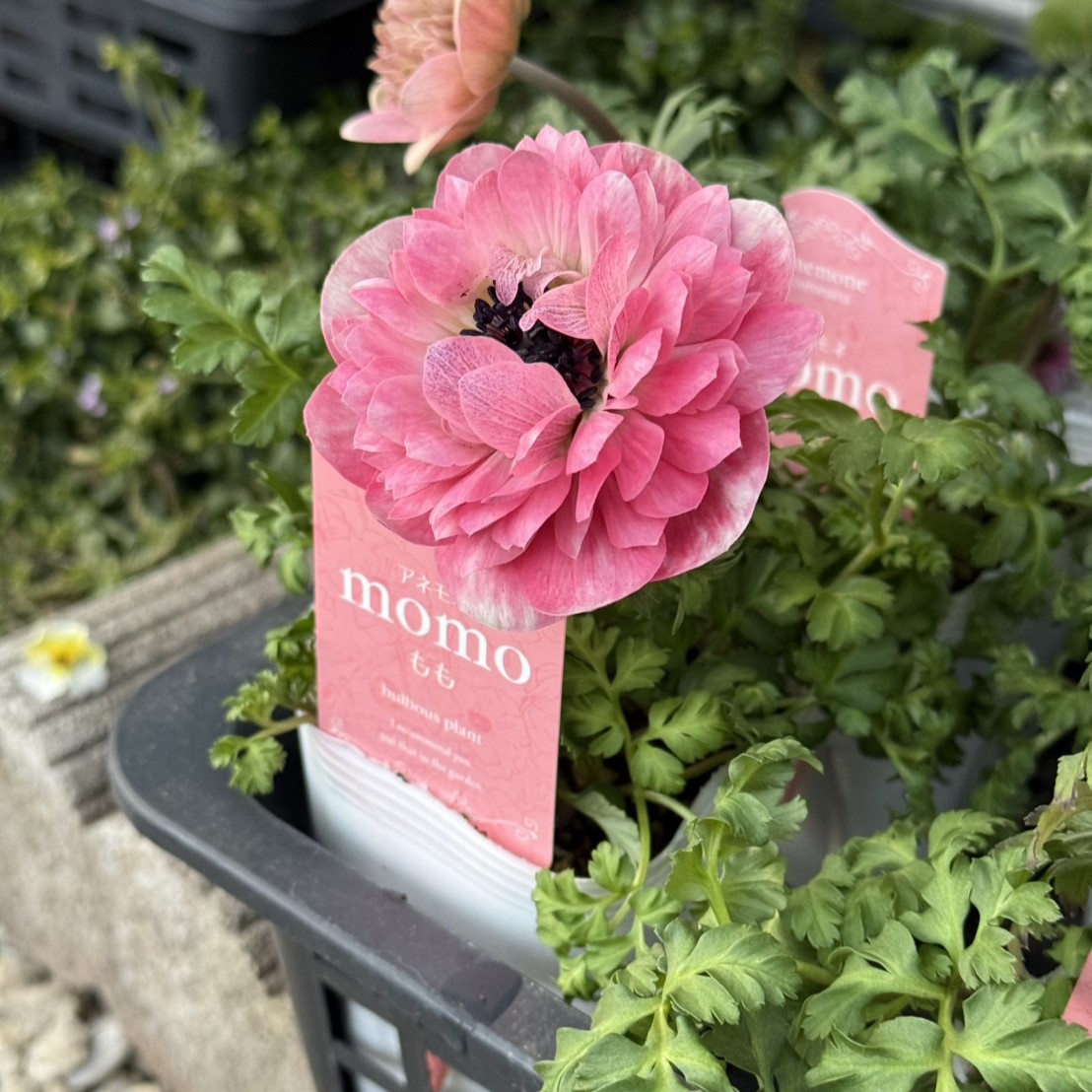 アネモネmomo10 アネモネ 「MOMO」 | プチフルール ネットショップ