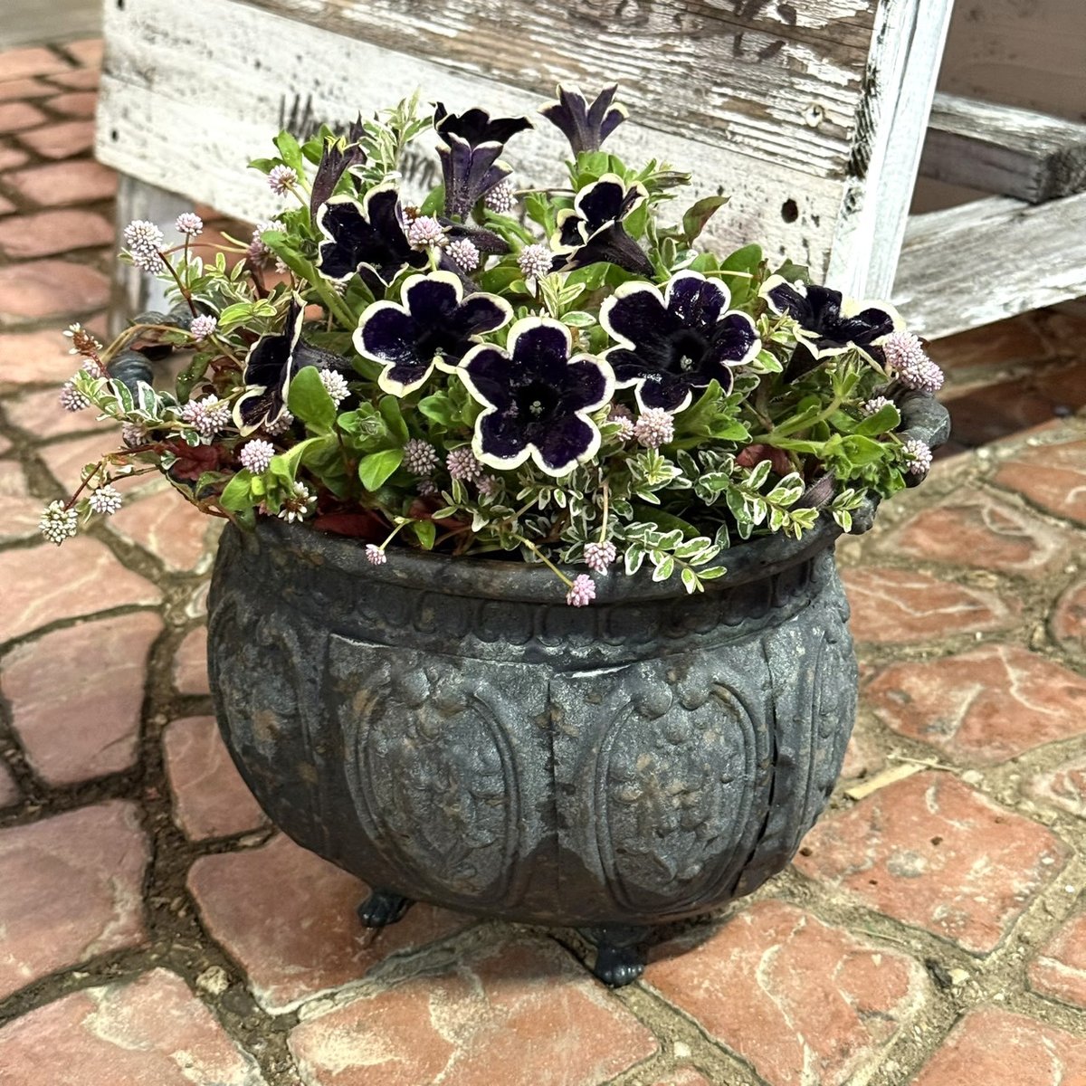 多肉植物　ミニ寄せ植え　黒のビニールポットで発送です♪ 466→444 多肉植物ミニ寄せ植え黒のビニールポットで発送です♪ 466→444