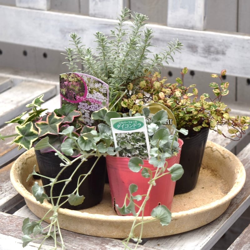 カラーリーフ＆シルバーリーフのスクエア鉢寄せ植え カラーリーフ