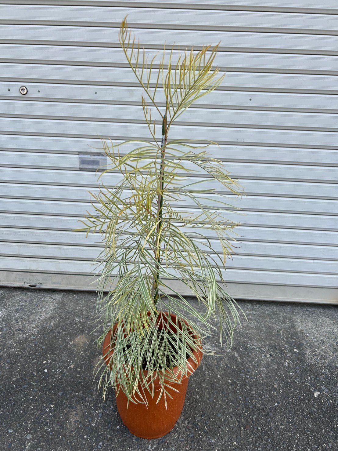 激レア】グレビレア ハニーワンダー | プチフルール ネットショップ