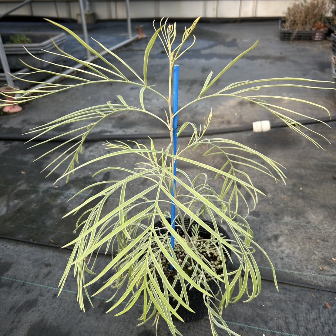 グレビレア ハニーワンダー　斑入り オージープランツ 低木 苗木 希少 レア 激レア】グレビレア ハニーワンダー 希少 オージープランツ 常緑