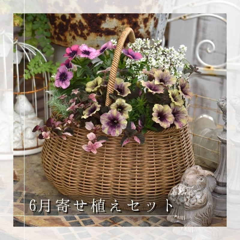 お花のプチフル定期便 「寄せ植えセット」 | プチフルール ネットショップ