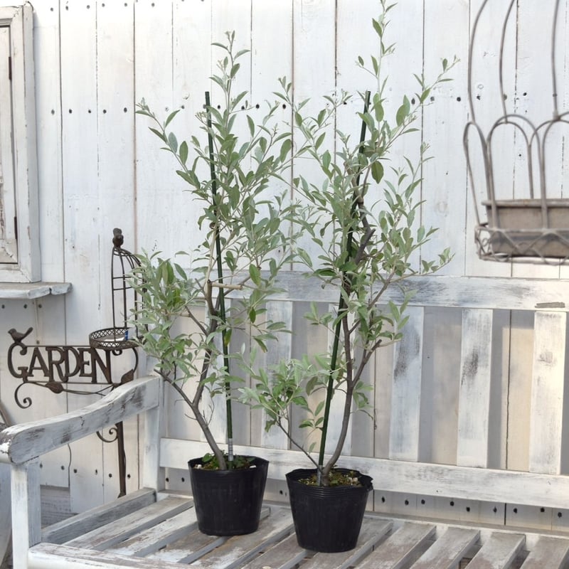 ❈ ロシアンオリーブ フレッシュ ❈ ロシアンオリーブ | プチフルール ネットショップ