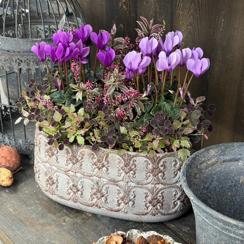 凄く種子取れます❗️実生 寄せ植え 13株 鉢のまま発送 銀冠玉 凄く