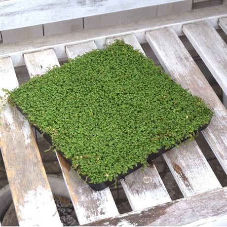 CATEGORY 寄せ植えセット | プチフルール ネットショップ