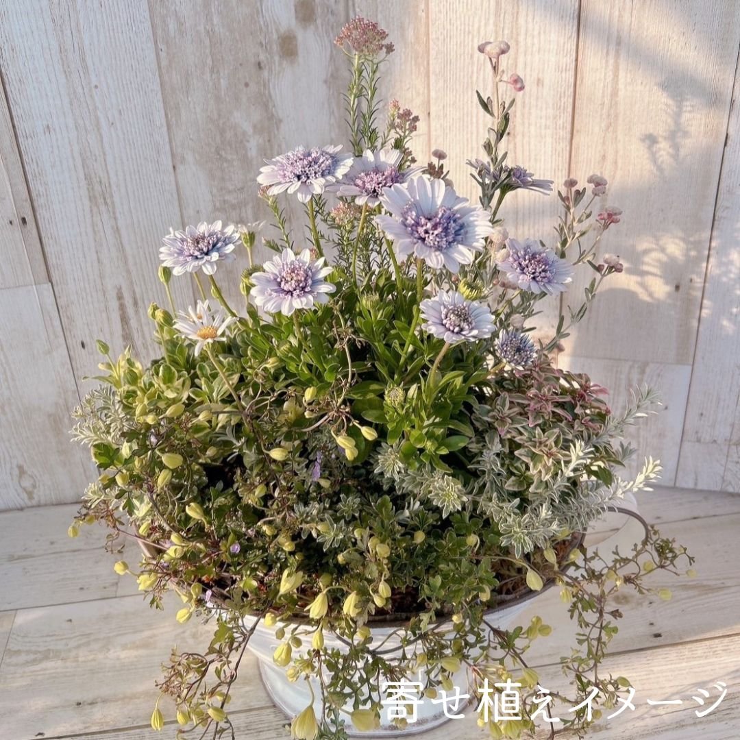 ウエストリンギア ポリゴンポット植え替え品/ 680 ウエストリンギア