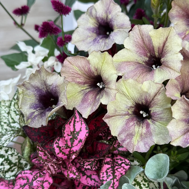 アンティークペチュニア寄せ植え※寄せ植えセット | プチフルール