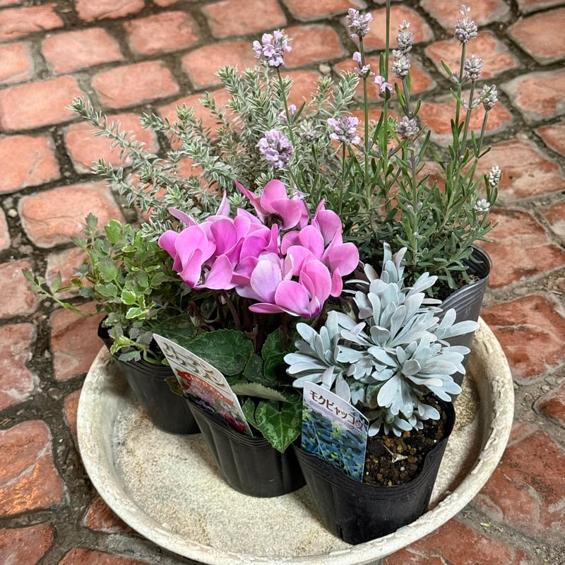 ローラアシュレイ【新品】ゴスフォード シクラメン他ラベンダー ピンク