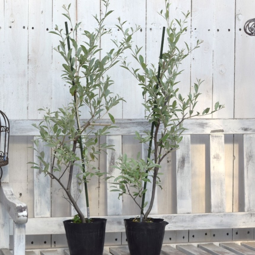 ❈ ロシアンオリーブ フレッシュ ❈ ❈ ロシアンオリーブ フレッシュ ❈ ロシアンオリーブ 7号｜s200｜花木