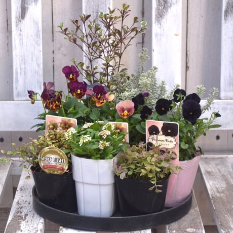 寄せ植えセット　ゆゆ様　ご注文　プティフール　ビオラ 冬の寄せ植え～2016みどりのゆび上級者編～ | 庭からの恵み