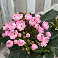 ロシアンオリーブ | プチフルール ネットショップ