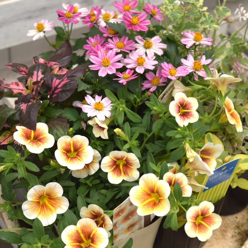 ショウイチオシ！」カプチーノのナチュラル寄せ植え※寄せ植えセット