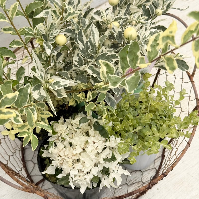 寄せ植えの相棒！リーフセットⅣ】斑入りで爽やかカラーリーフセット