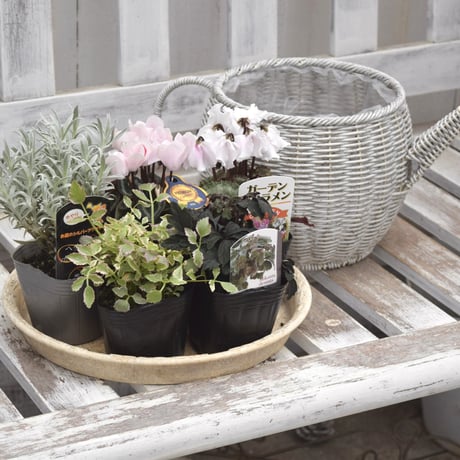 CATEGORY 寄せ植えセット | プチフルール ネットショップ