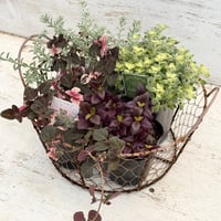 【寄せ植えの相棒！リーフセットⅡ】シックな寄せ植えを作れるカラーリーフセット