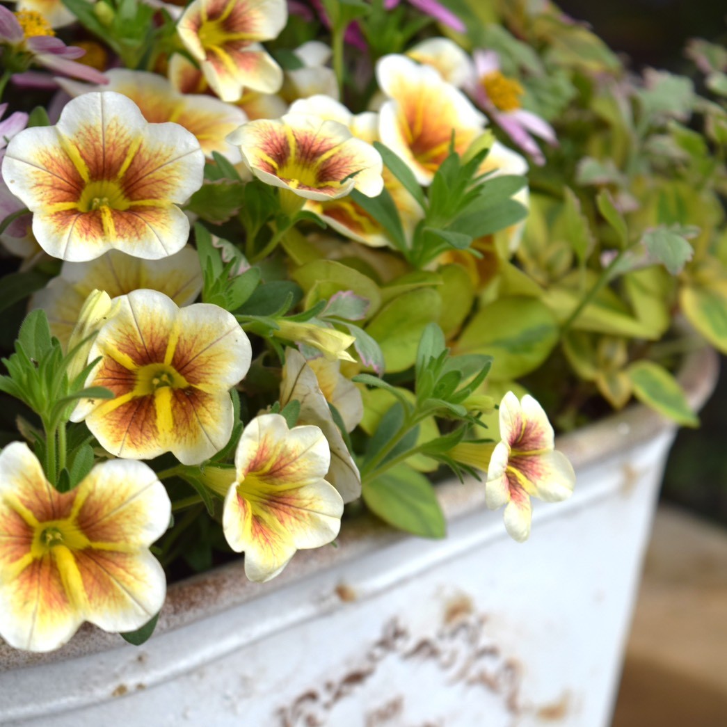 お花 ショウイチオシ！」カプチーノのナチュラル寄せ植え※寄せ植えセット